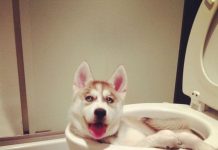 18 Cães que foram pegos em situações muito bizarras