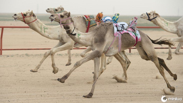 carrera de camellos dubai controlados por robots