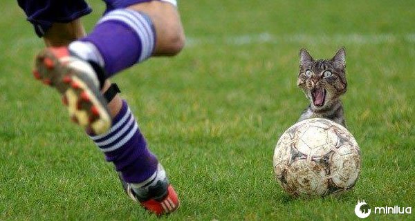 Photoshop gatos futbol