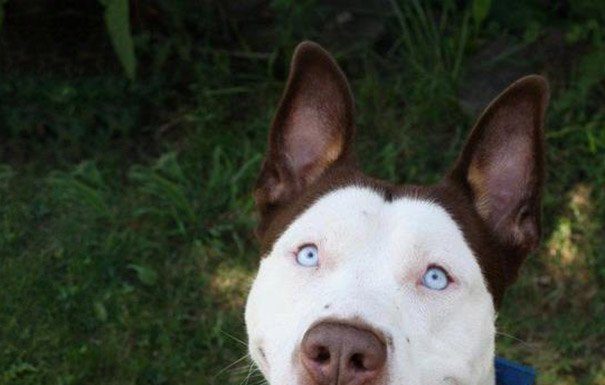 15 mais incríveis cruzamentos entre raças de cães do mundo