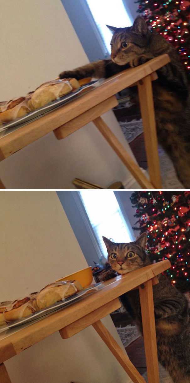 Cat Busted tentando tocar os rolos de canela