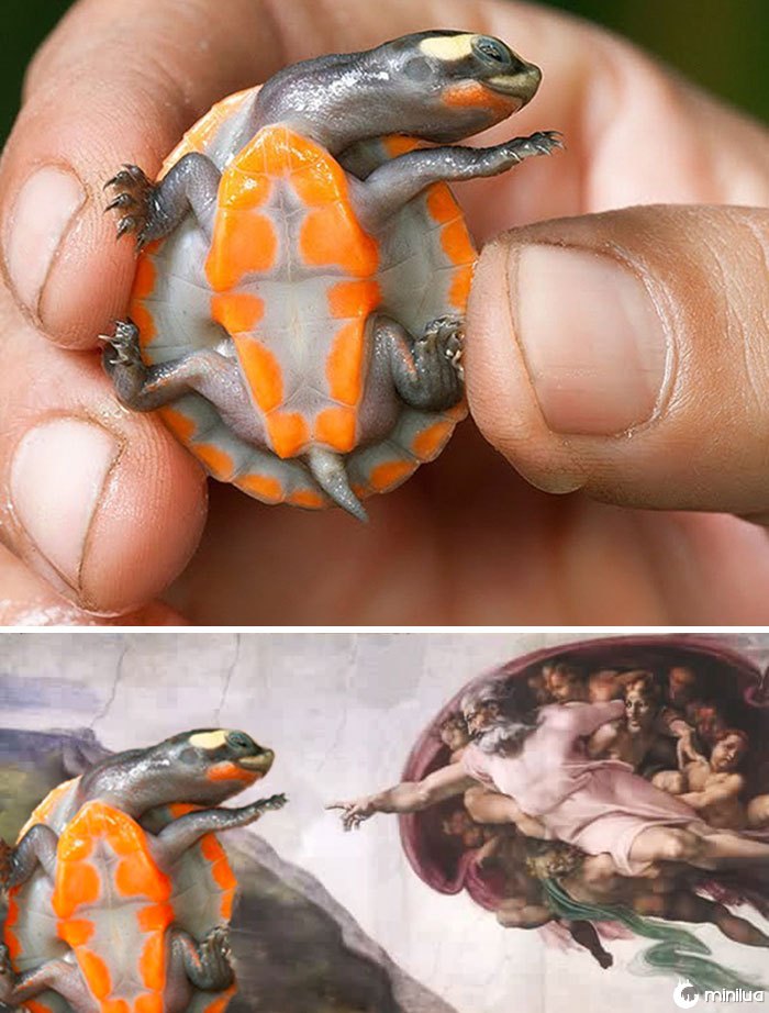 Creation Of Turtle