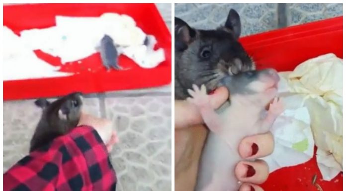 Essa mamãe rata orgulhosa de seu bebê, arrasta mão de seu humano para que ele possa vê-la