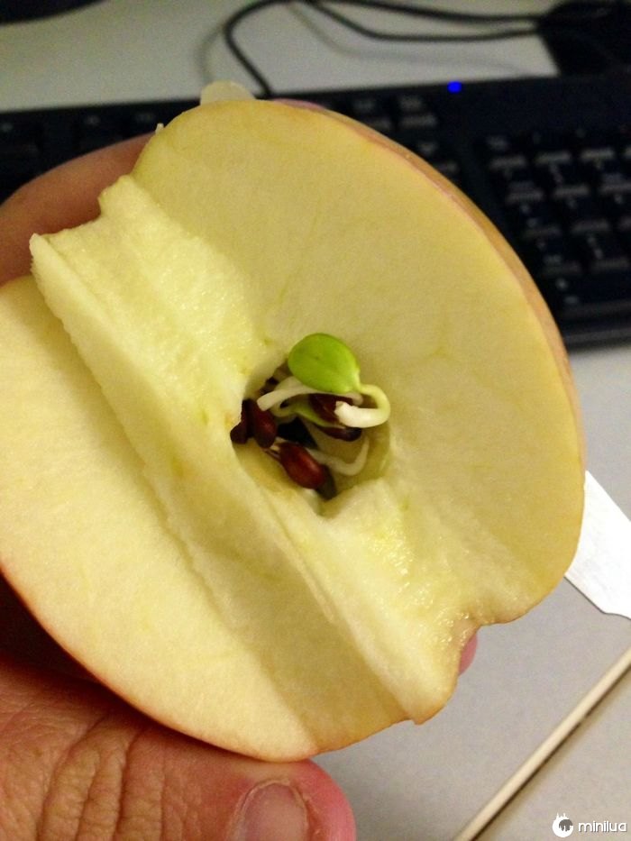 Eu cortei e Apple pela metade esta manhã e achei que as sementes começaram a brotar dentro da maçã