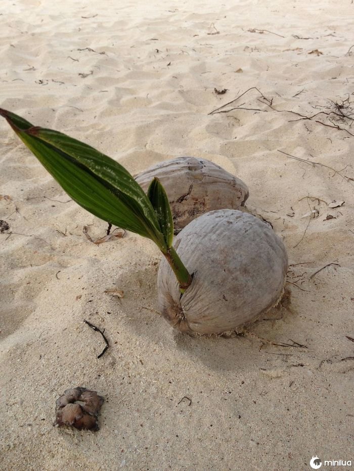 Manchado uma palmeira que cresce fora de um coco