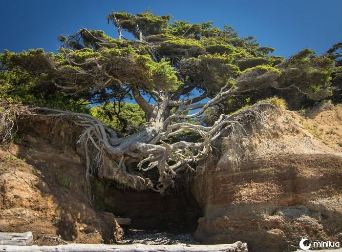 Tree Of Life - Parque Nacional Olímpico, Washington