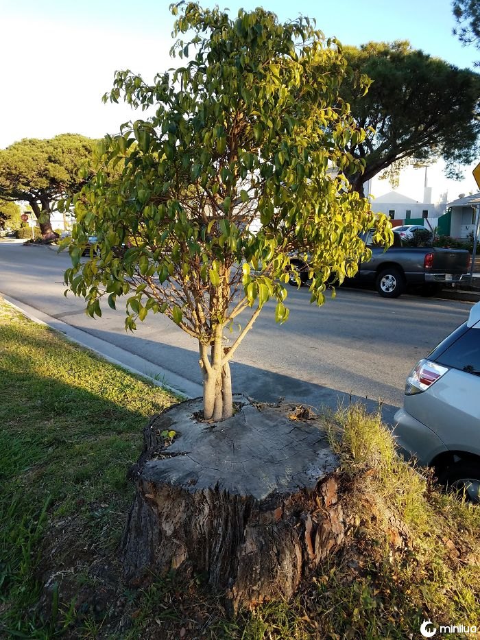 Esta árvore está crescendo fora de outra árvore