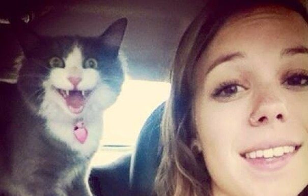 25 gatos que simplesmente odeiam tirar selfies