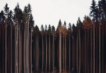 10 finalistas do maior concurso de fotografia do Mundo