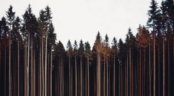 10 finalistas do maior concurso de fotografia do Mundo