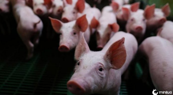 Porcos resgatados de incêndio viram linguiça e são servidos a bombeiros que os salvaram