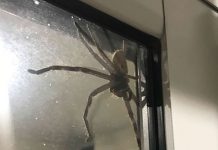Esse casal não podia sair de casa e o motivo vai surpreender você