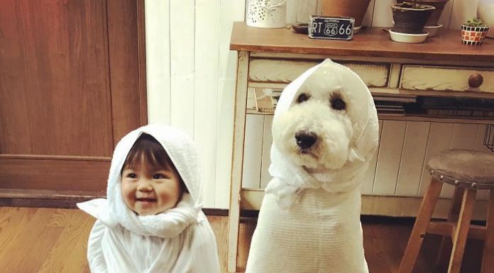 Esta pequena menina japonesa e seu animal de estimação farão seu dia muito melhor