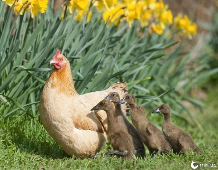 Hilda The Hen Hatches Clutch Of Ducklings Depois de sentar-se no ninho errado e agora são seus bebês