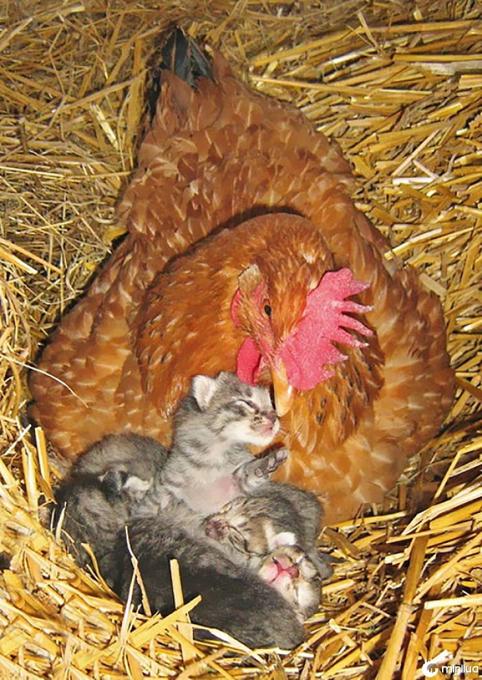 Hen And Her Kittens