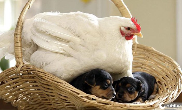 Hen And Its Adopted Litter Of Puppies