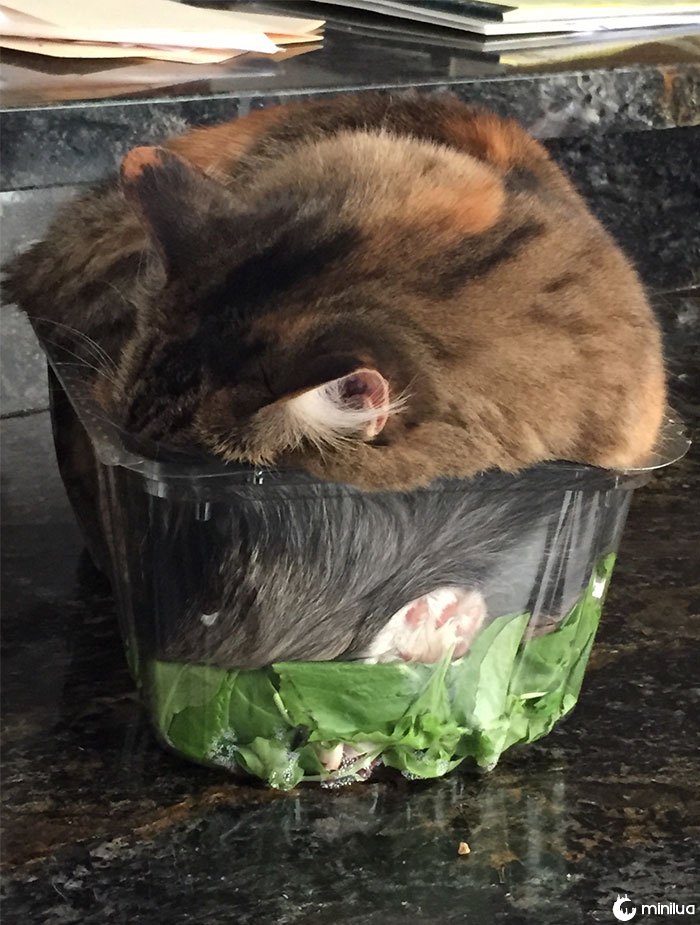 My Cat Fell Asleep In My Salad