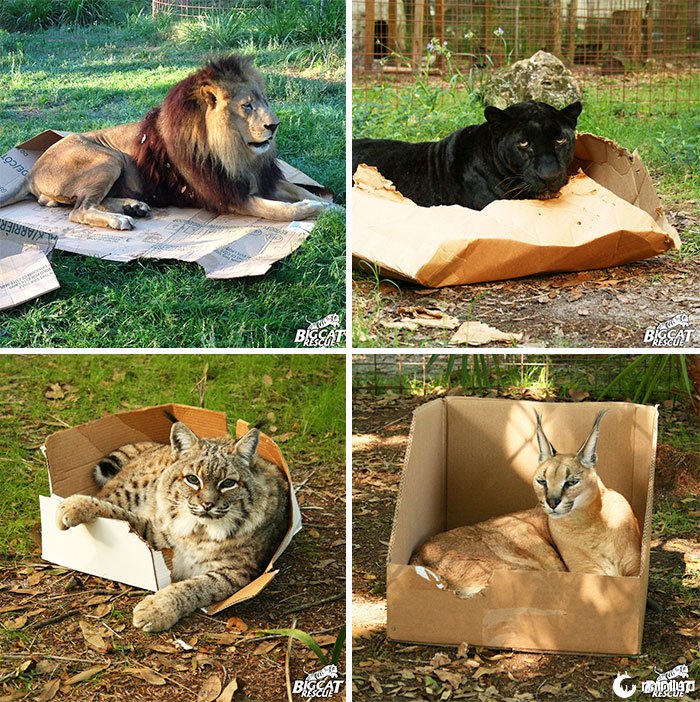Big Cats Love Boxes também
