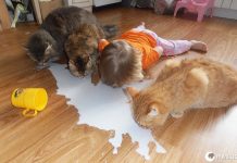 20 crianças que pensam que são animais de estimação