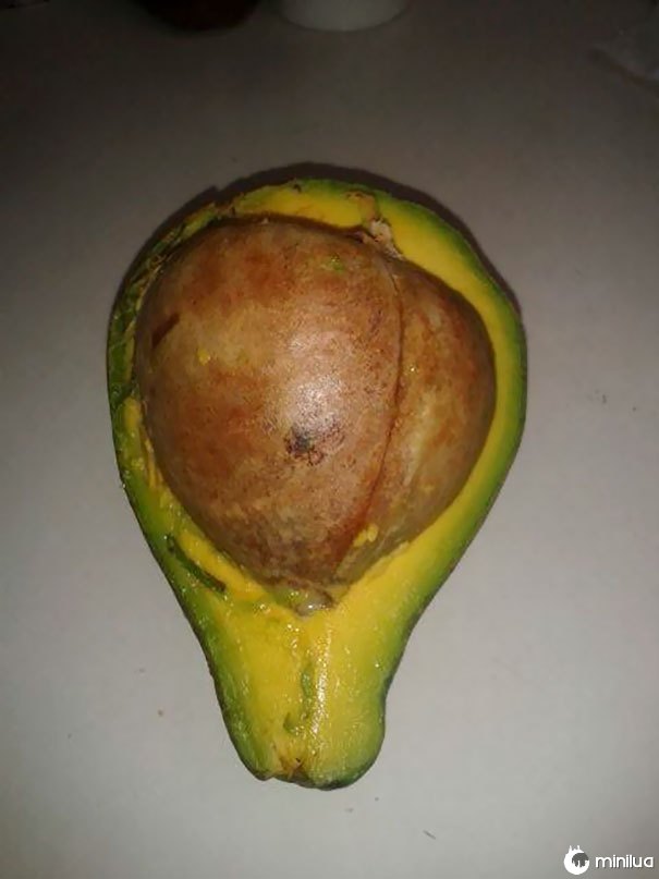 Eu escolhi o maior abacate para fazer guacamole, eu acho que não vai acontecer