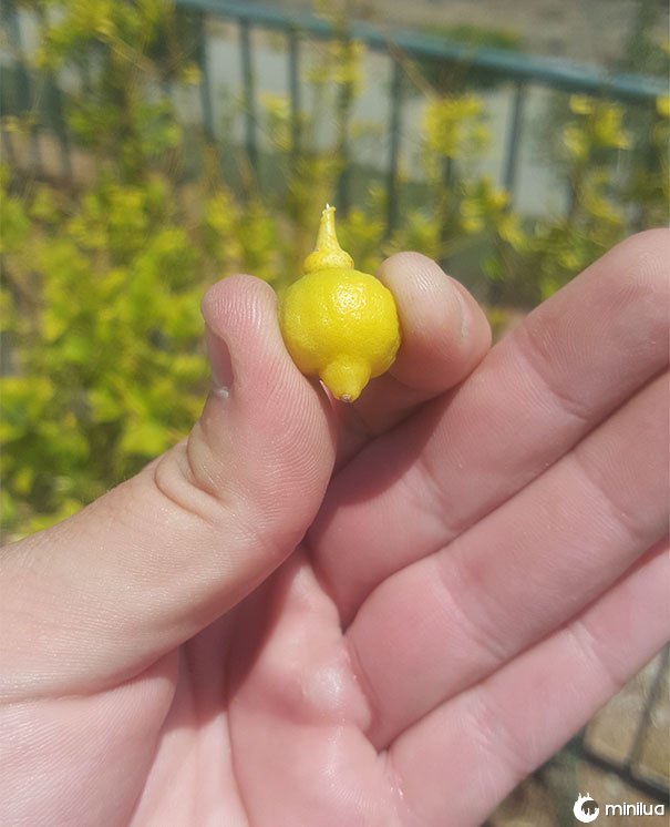Minha colheita de limão está bastante bem