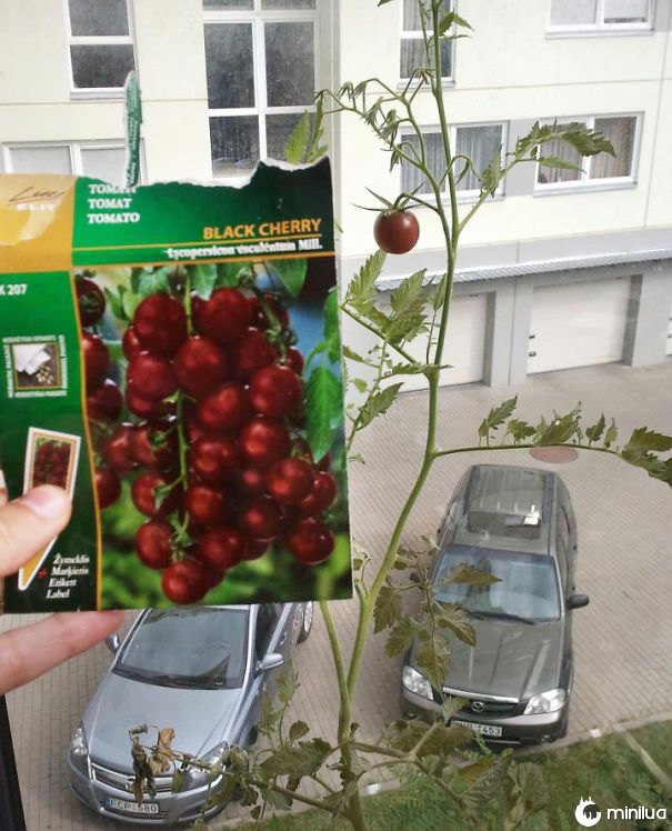Esperando o resto dos tomates para aparecer