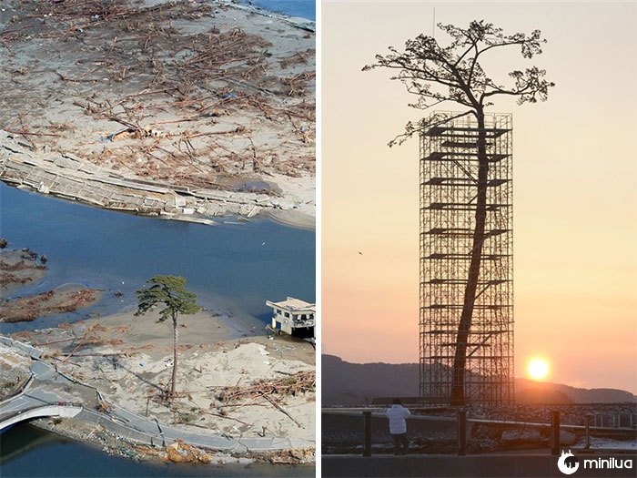 A única árvore que sobreviveu ao tsunami no Japão entre 70 mil árvores. Hoje Protegido e Restaurado