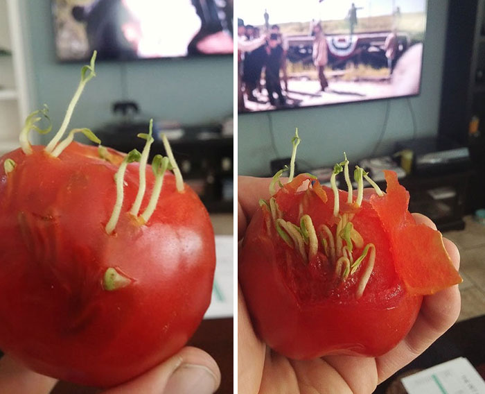 Sementes que brotam do interior de um tomate