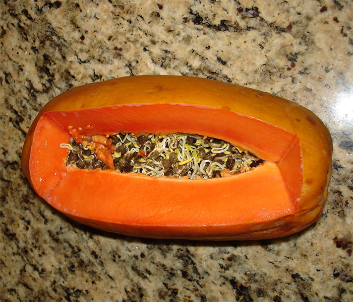 So, The Seeds Of The Papaya I Bought Yesterday Were Sprouting Inside Of It