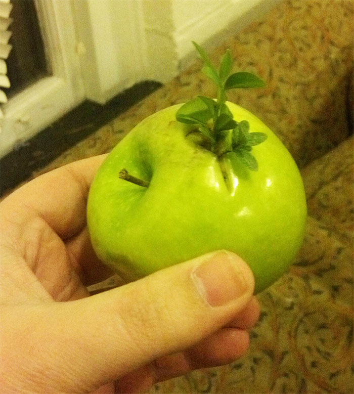 Friend Of Mine Found An Apple With An Apple Tree Growing Out Of It