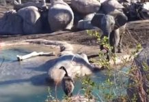 luta épica entre um ganso e um elefante se torna viral; Eu queria estrangular o ganso e não podia