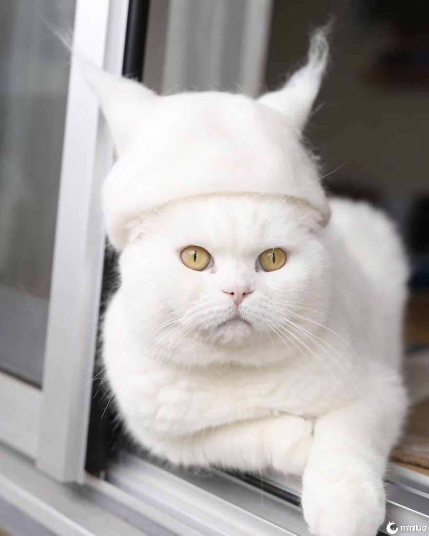 Gatos nos chapéus feito do seu próprio cabelo