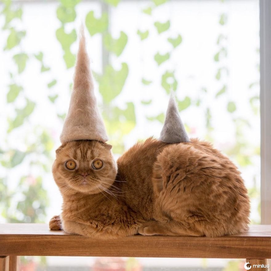 Gatos nos chapéus feito do seu próprio cabelo