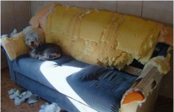 20 animais de estimação que não tem ideia nenhuma da bagunça que fizeram