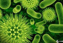 13 Curiosidades aleatórias e interessantes sobre o corpo humano