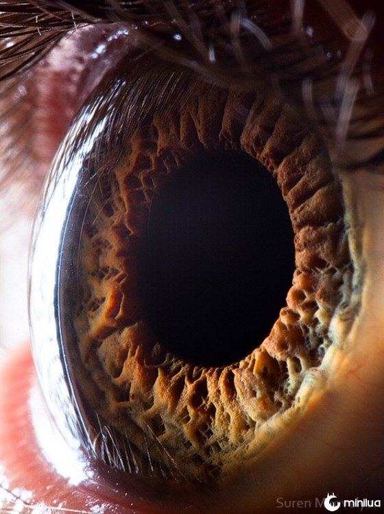 imagem do interior de um olho humano 