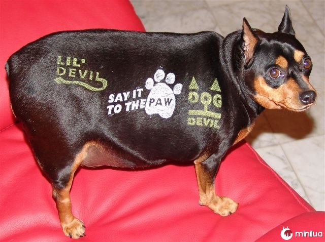 Produtos do cão - tatuagens cão