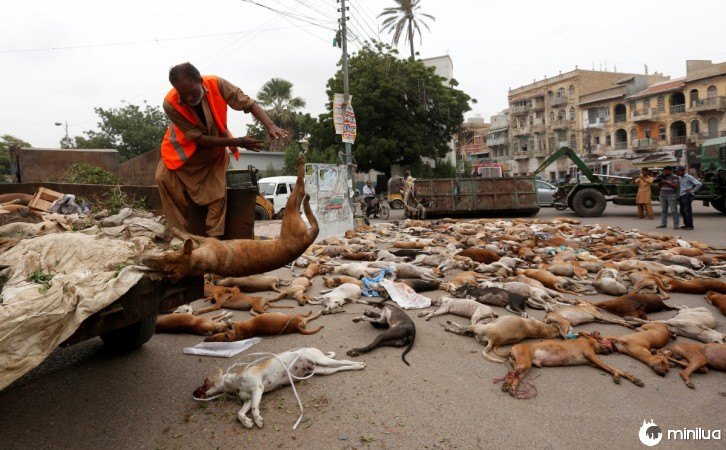 no Paquistão matam 700 cães 1