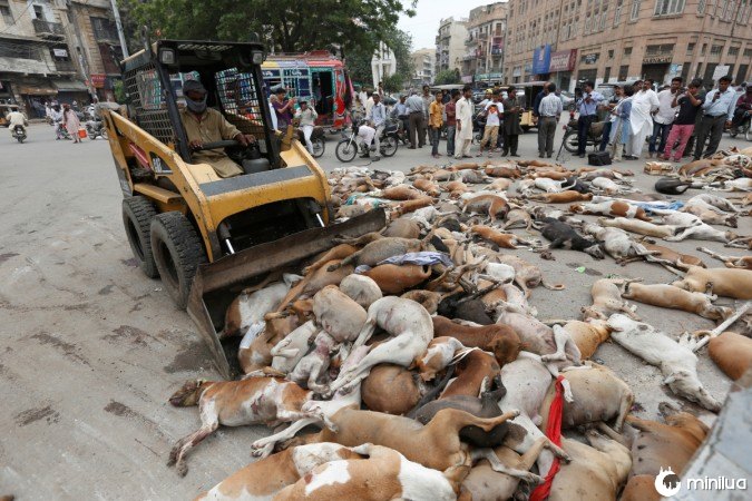 no Paquistão matam 700 cães 2