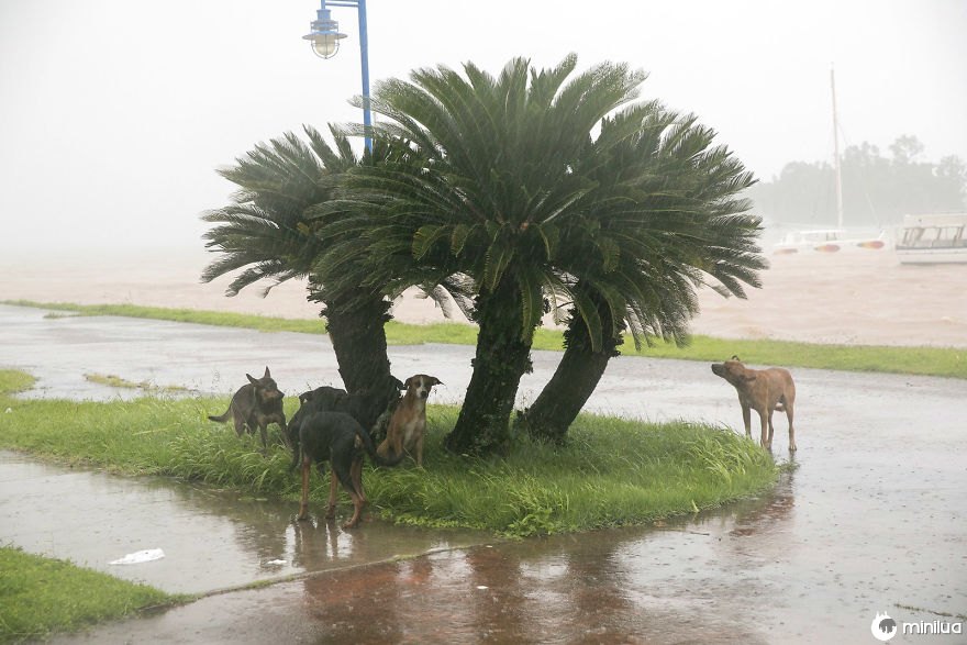 Cães tomam refúgio da chuva quando o furacão Irma faz sua entrada em Samana, República Dominicana, na quinta-feira