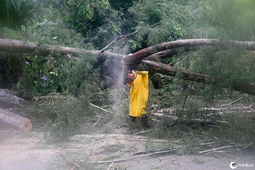Um empregado de uma empresa elétrica trabalha para remover uma árvore derrubada pelo furacão Irma, em Sanchez, República Dominicana, na quinta-feira
