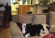 20 Imagens provando que vacas são tão fofas e adoráveis quanto cães e gatos