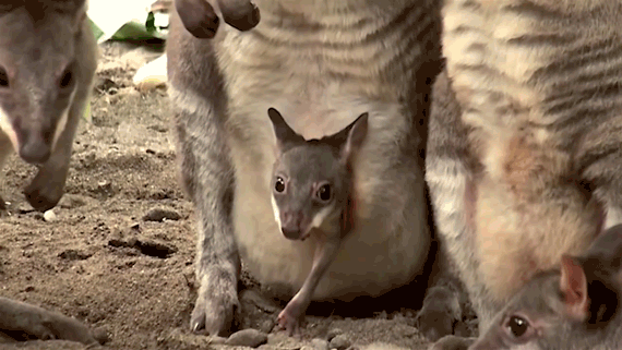 kangaroo-pouch