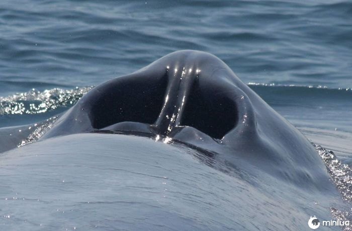 Já se perguntou o que parece a aparência de uma baleia azul?
