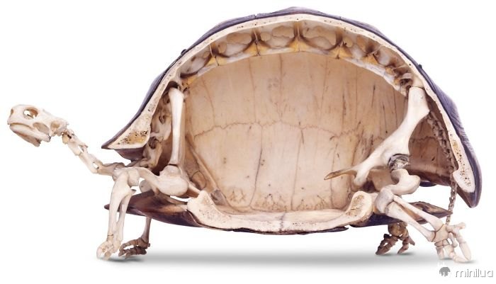 As tartarugas têm os esqueletos mais estranhos