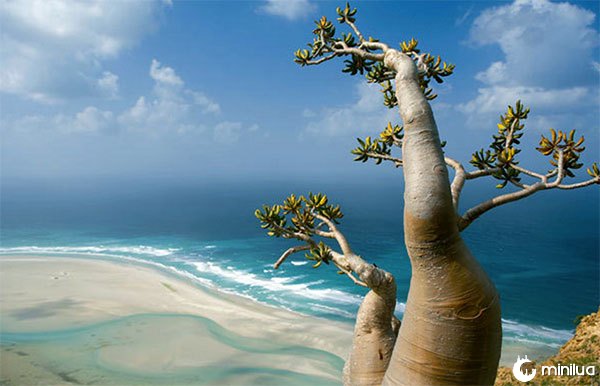 Arvore de Socotra