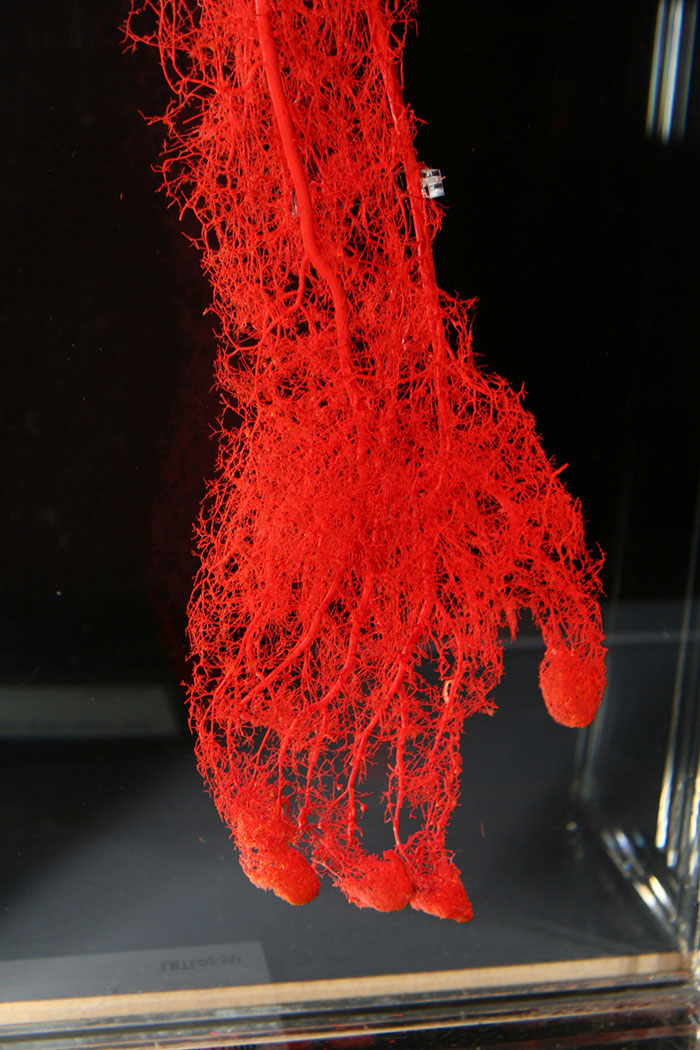 Os vasos sanguíneos de uma mão