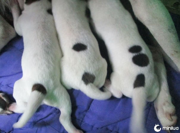 O cão deu nascimento a três cachorros, cada um com seu próprio número correspondente em suas costas