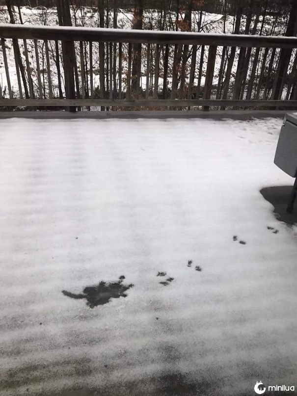 Eu acho que um esquilo caiu no meu telhado