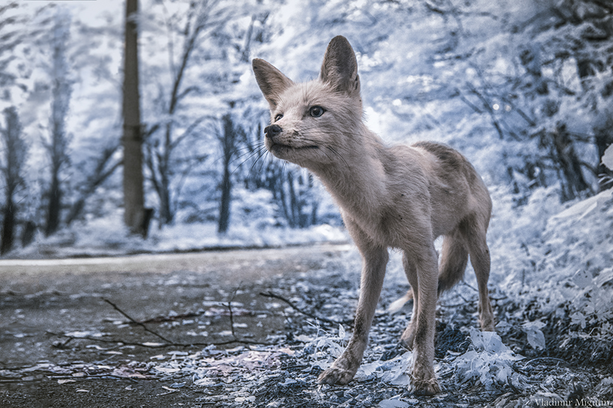 Simon - Uma Fox Human-Friendly, que freqüentemente aborda grupos na zona de exclusão, pedindo comida